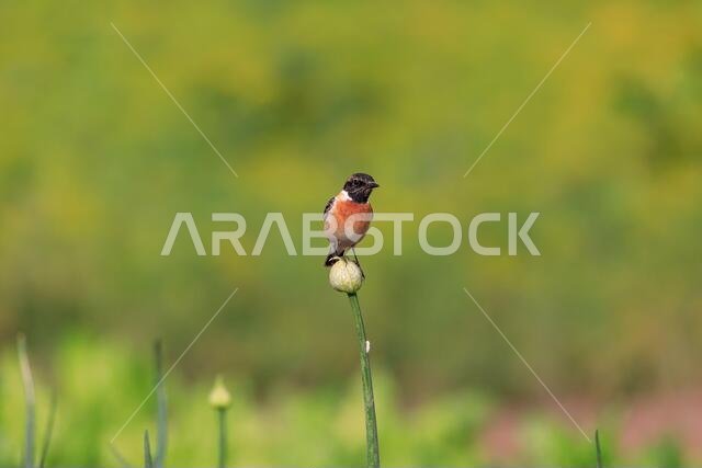 طائر الحجر الأوروبي (Saxicola rubicola) / طيور البحرين