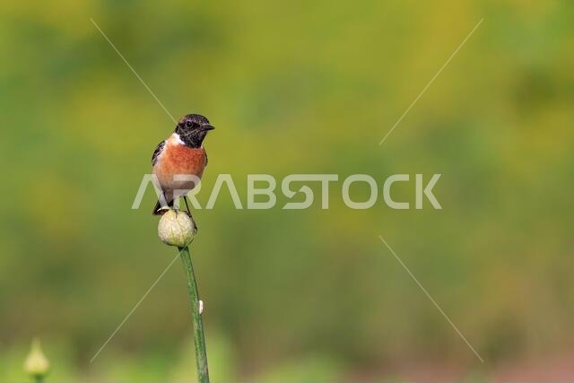 طائر الحجر الأوروبي (Saxicola rubicola) / طيور البحرين