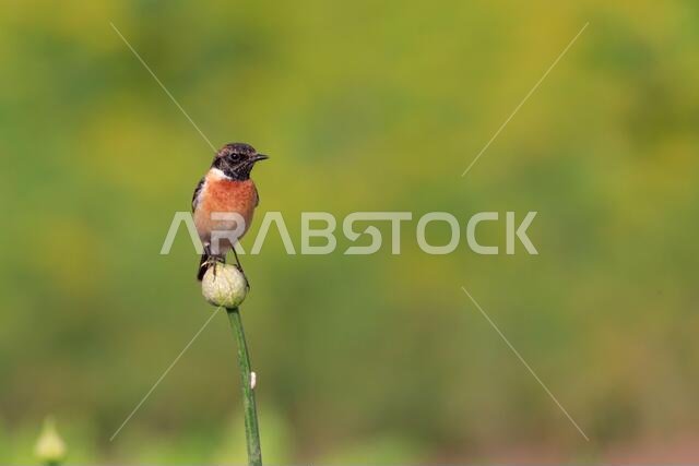 طائر الحجر الأوروبي (Saxicola rubicola) / طيور البحرين