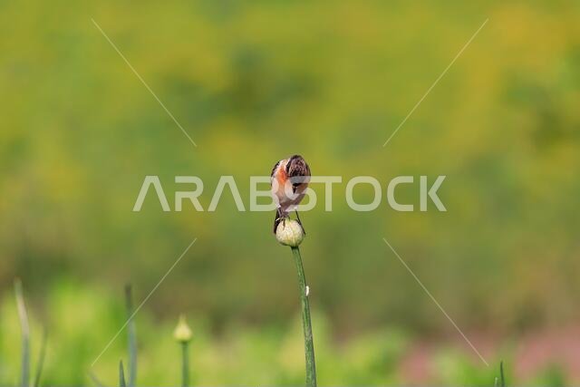 The European Stonechat (Saxicola rubicola) / Birds of Bahrain