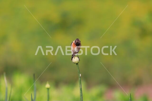 طائر الحجر الأوروبي (Saxicola rubicola) / طيور البحرين