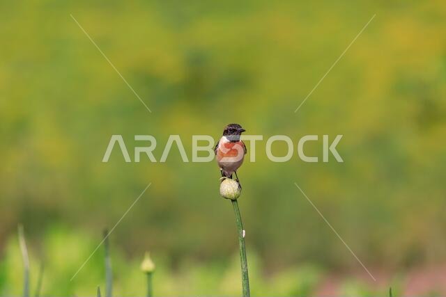 طائر الحجر الأوروبي (Saxicola rubicola) / طيور البحرين طائر الحجر الأوروبي (Saxicola rubicola) / طيور البحرين