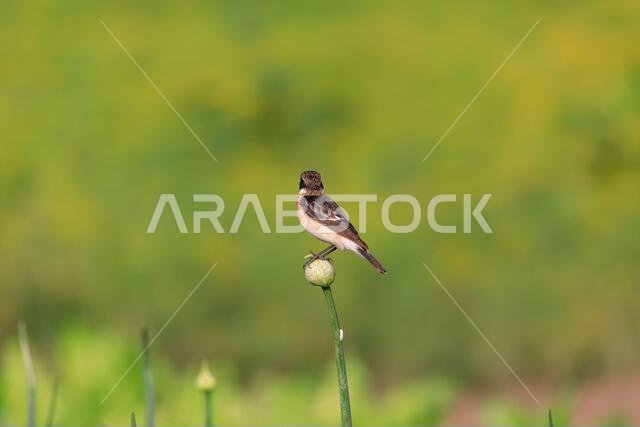 طائر الحجر الأوروبي (Saxicola rubicola) / طيور البحرين