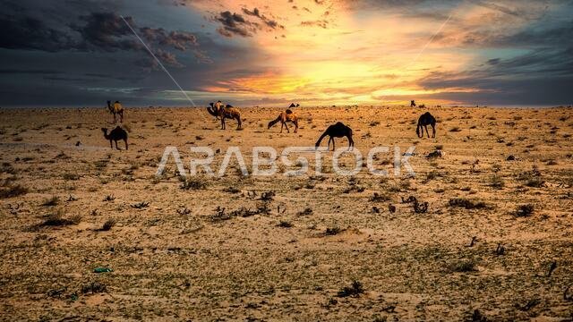 جمال على خلفية سحاب غروب الشمس الدرامية في الصحراء في السرار بالمملكة العربية السعودية.