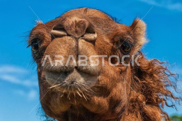 صورة مقرّبة لرأس جمل عربي