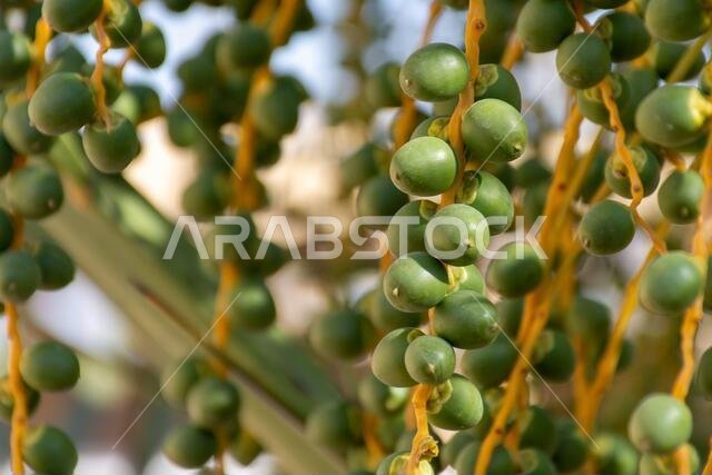 صور مقربة لثمار التمر وهي تنمو على شجرة في الشرق الأوسط - الإمارات العربية المتحدة أو المملكة العربية السعودية.
