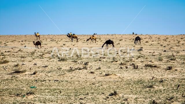 Camels on the desert dramatic sunset cloud background at Al-Sarar Saudi Arabia.