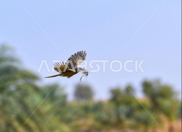 ثرثار عربي ثرثار عربي