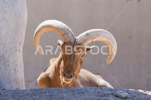 A Barbary Sheep head close up showing off its impressive horns (Ammotragus lervia).