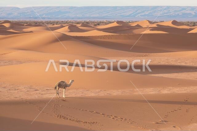 جمل في الصحراء عند غروب الشمس قرب مرزوقة، المغرب، أفريقيا. مفهوم السفر الاستكشافي والمغامراتي. ضوء الشمس فوق كثيب الصحراء