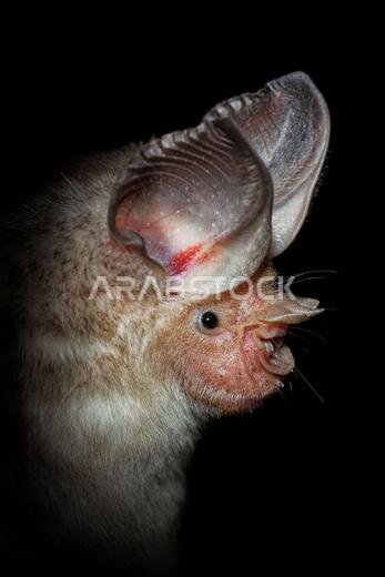 Trident bat or trident leaf-nosed bat - Asellia tridens species of bat in Hipposideridae, natural habitats are subtropical or tropical dry forests, dr