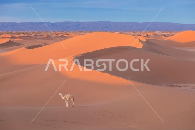 Camel in the desert at sunset near Merzouga, Morocco, Africa.  Discovery and adventure travel concept. Sunlight over the desert dun