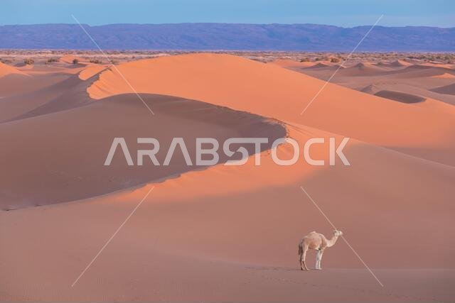 Camel in the desert at sunset near Merzouga, Morocco, Africa.  Discovery and adventure travel concept. Sunlight over the desert dun