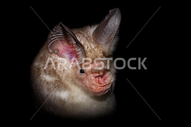 Trident bat or trident leaf-nosed bat - Asellia tridens species of bat in Hipposideridae, natural habitats are subtropical or tropical dry forests, dr