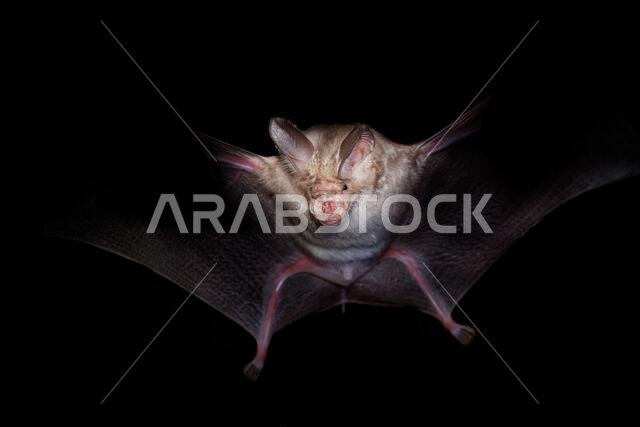 Trident bat or trident leaf-nosed bat - Asellia tridens species of bat in Hipposideridae, natural habitats are subtropical or tropical dry forests, dr
