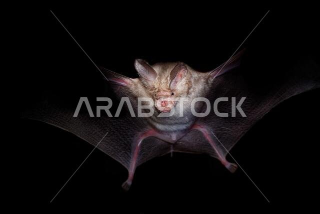 Trident bat or trident leaf-nosed bat - Asellia tridens species of bat in Hipposideridae, natural habitats are subtropical or tropical dry forests, dr