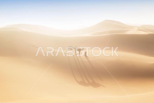 Bedouin and camels on way through sandy desert. Nomad leads a camel caravan in the Sahara during a sand storm, Morocco, Africa  Silhouette man