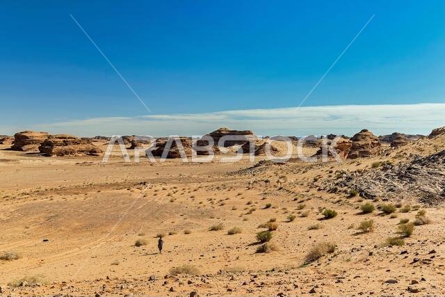 Camel herder and camels in desert
