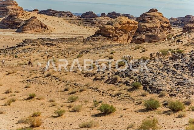 Camel herd scene in the desert