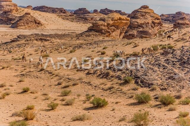 Camel herd scene in the desert