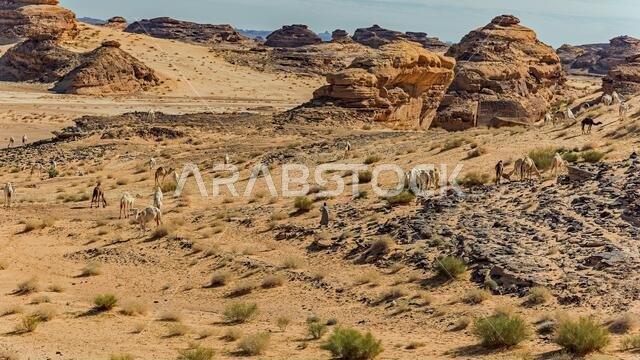 Camel herd scene in the desert