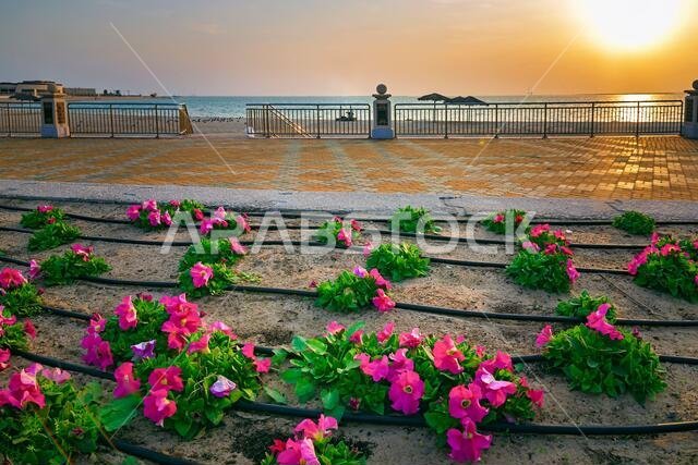 Beautiful Flowers in Fanateer beach with sunrise background. Al Jubail City -Saudi Arabia Beautiful Flowers in Fanateer beach with sunrise background. Al Jubail City -Saudi Arabia
