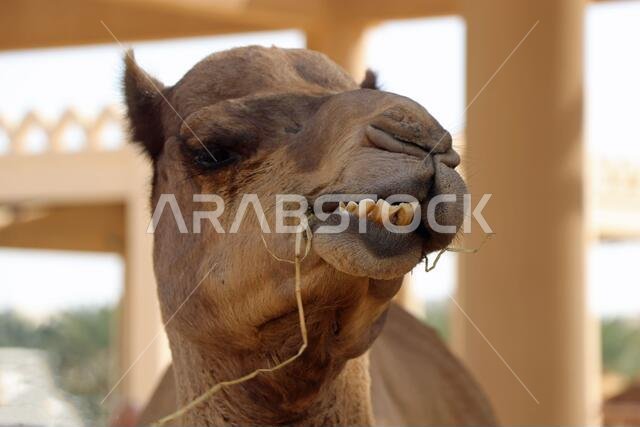 Head of an Arabian camel in Bahrain eat something