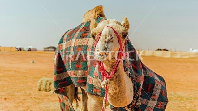 Camel with winter blanket