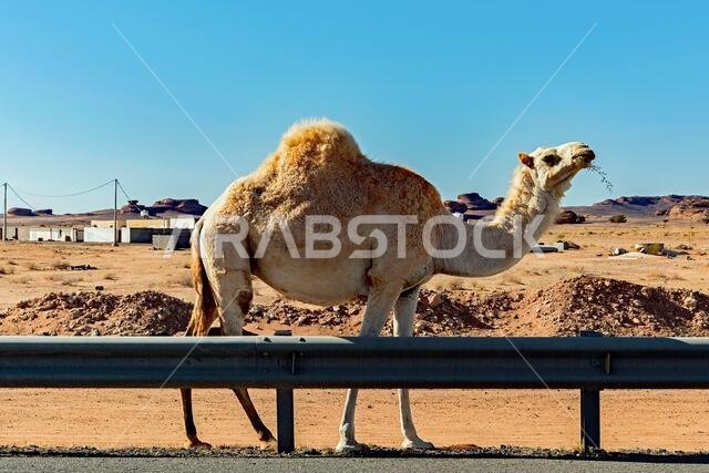 Free-range camels in Saudi Arabia