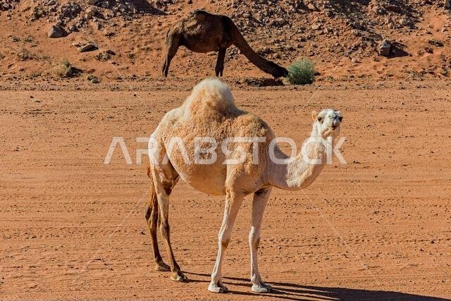 Free-range camels in Saudi Arabia