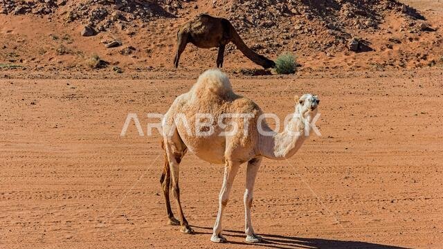 Free-range camels in Saudi Arabia