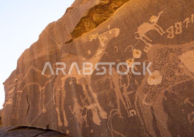 Petroglyphs on a rock depicting camels, Najran Province, Thar, Saudi Arabia