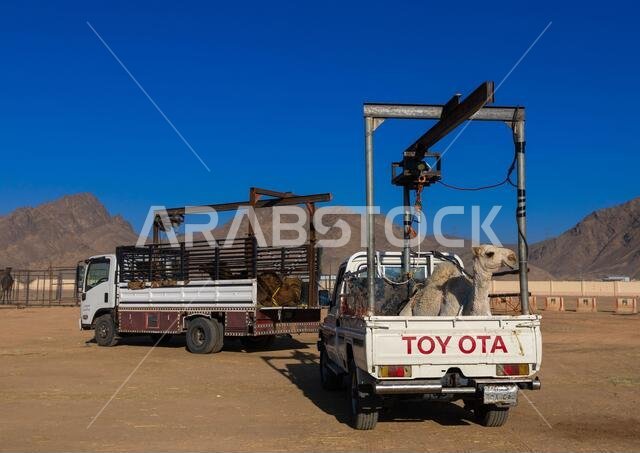 Camel loaded in a Toyota car in the camel market, Najran Province, Najran, Saudi Arabia