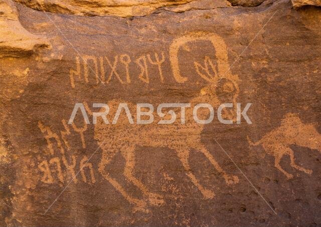 Petroglyphs on a rock depicting ibex, Najran Province, Thar, Saudi Arabia