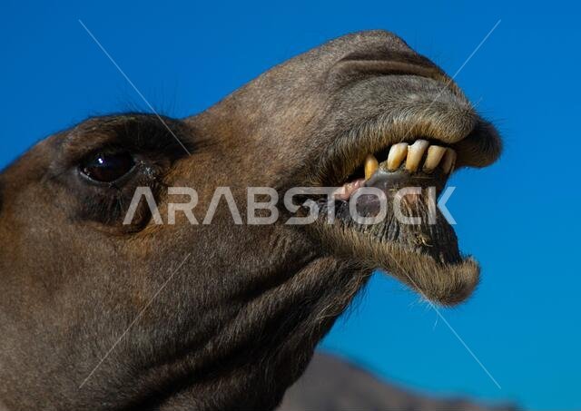 Camel head close-up, Najran Province, Najran, Saudi Arabia