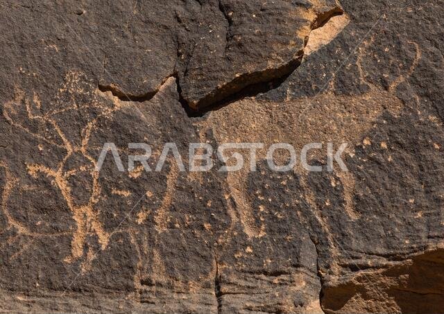 Petroglyphs on a rock depicting cows, Najran Province, Najd Khayran, Saudi Arabia
