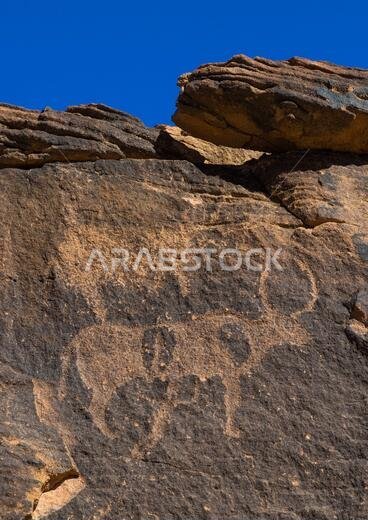 Petroglyphs on a rock depicting cows, Najran Province, Najd Khayran, Saudi Arabia