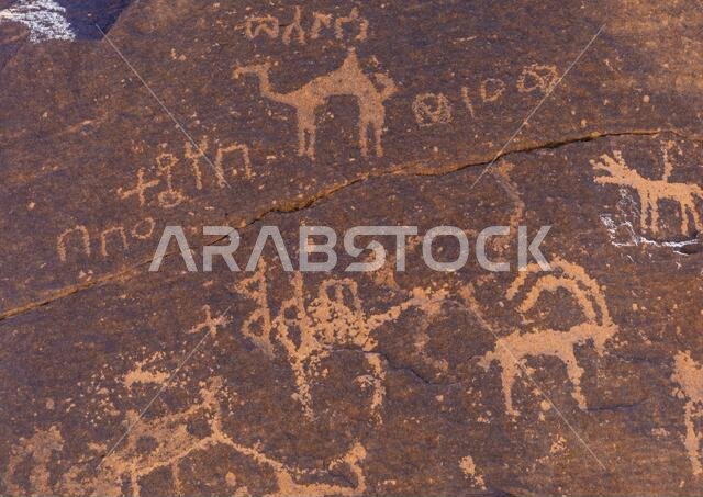 Petroglyphs rock art depicting camels and ibex, Najran Province, Najd Khayran, Saudi Arabia