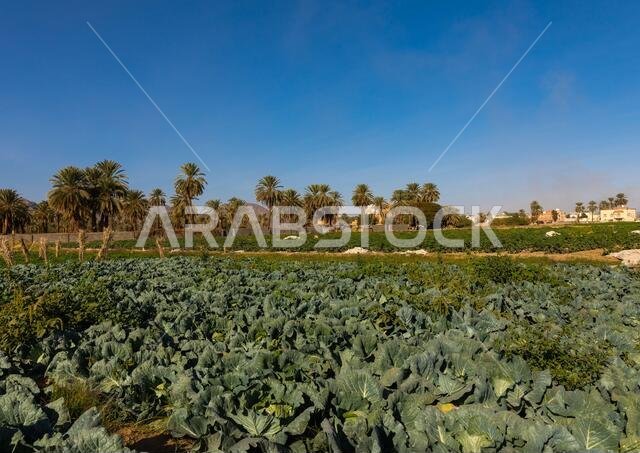 Garden of a farm in the oasis, Najran Province, Najran, Saudi Arabia