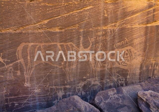 Petroglyphs on a rock depicting cows, Najran Province, Minshaf, Saudi Arabia
