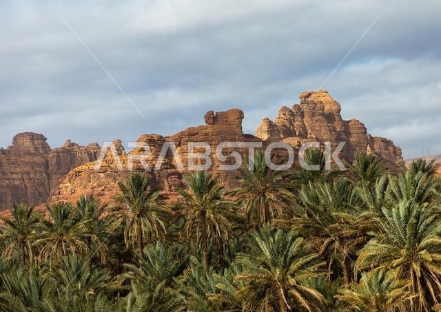 Palm trees in the oasis of jebel Dedan, Al Madinah Province, Alula, Saudi Arabia