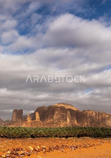Palm trees in the oasis of jebel Dedan, Al Madinah Province, Alula, Saudi Arabia