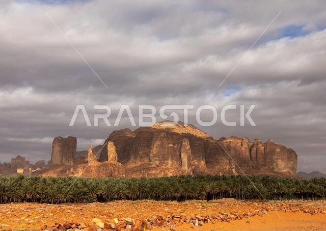 Palm trees in the oasis of jebel Dedan, Al Madinah Province, Alula, Saudi Arabia