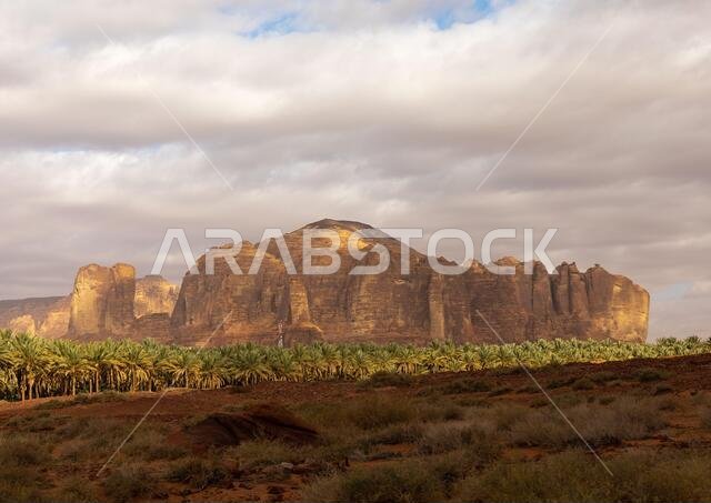 أشجار النخيل في واحة جبل ددان، منطقة المدينة المنورة، العلا، المملكة العربية السعودية أشجار النخيل في واحة جبل ددان، منطقة المدينة المنورة، العلا، المملكة العربية السعودية