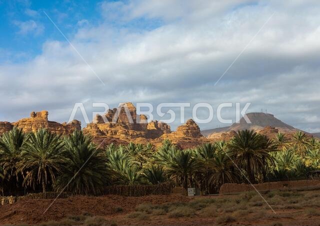 Palm trees in the oasis of jebel Dedan, Al Madinah Province, Alula, Saudi Arabia