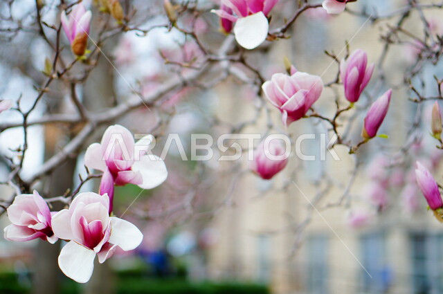 صورة ابداعية لشجرة البلوسوم , ورود البلوسوم الوردية ، ورود جميلة متفتحة ، زراعة الأزهار والورود، الطبيعة الخلابة ,خلفية ورود .