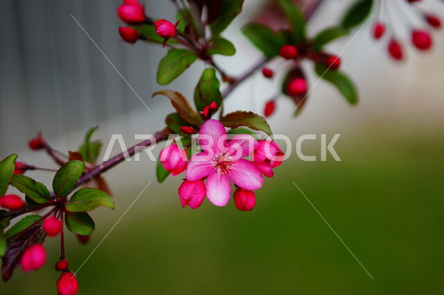 صورة ابداعية لشجرة مزهرة , ورود وردية ، ورود جميلة متفتحة ، زراعة الأزهار والورود، الطبيعة الخلابة ,خلفية ورود .