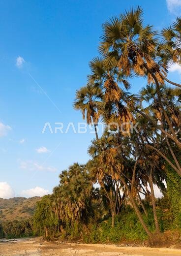 Palm trees in an oasis, Jizan province, Alaydabi, Saudi Arabia