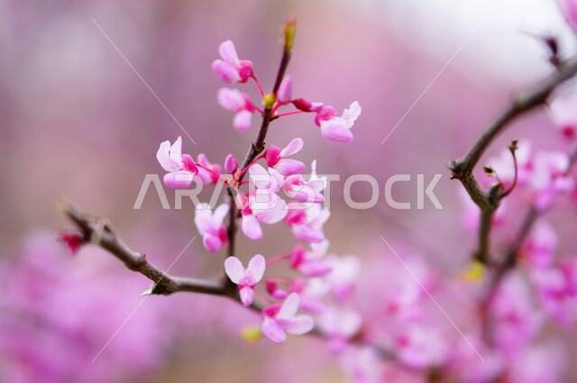 صورة ابداعية لشجرة البلوسوم , ورود البلوسوم الوردية ، ورود جميلة متفتحة ، زراعة الأزهار والورود، الطبيعة الخلابة ,خلفية ورود .