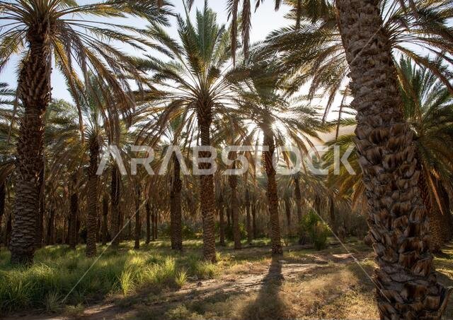 أشجار النخيل في واحة، منطقة المدينة المنورة، العلا، المملكة العربية السعودية